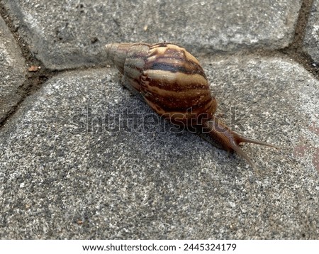 Close up a snail or Gastropoda on the ground Royalty-Free Stock Photo #2445324179