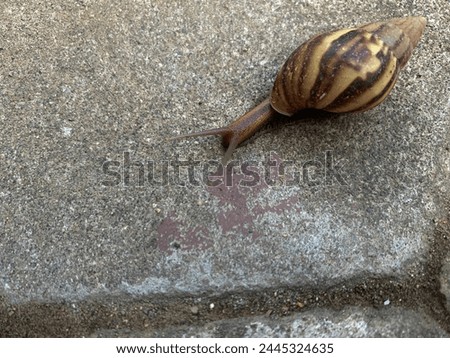 Close up a snail or Gastropoda walking on the ground Royalty-Free Stock Photo #2445324635