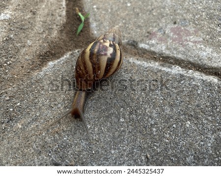 Close up a snail or Gastropoda walking on the paving Royalty-Free Stock Photo #2445325437