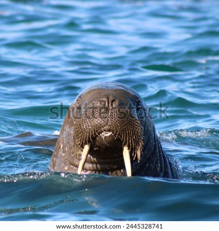 walrus in the water svalbard
