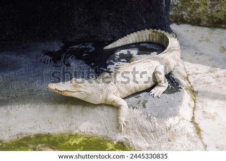 High angle view of lizard on rock - albino, Indonesia