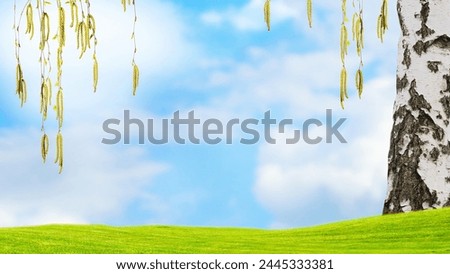 frame from flowering birch tree branches isolated on blue sky with copy space on green meadow in spring, product display on lawn for allergy medicine or pharmacy
