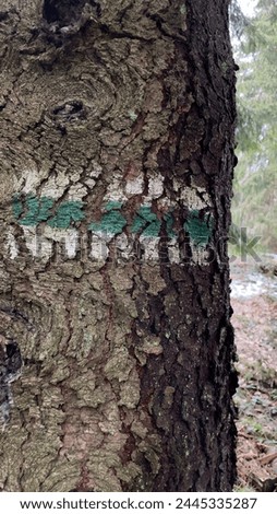 a mark on a pine tree, a travel path for a traveler, a mark in an early spring forest