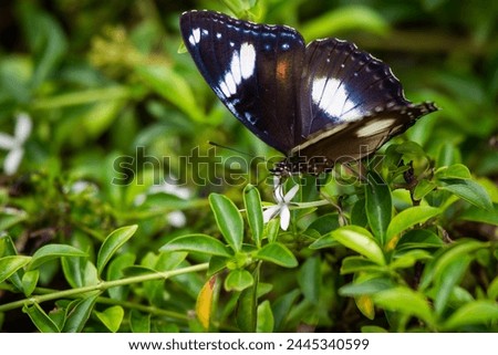 Female Hypolimnas bolina, the great eggfly, common eggfly, varied eggfly, or the blue moon butterfly, is a species of nymphalid butterfly found in Java, Indonesia