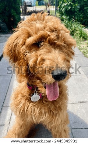 Golden Doodle Puppy Cute Picture