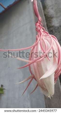Queen of the Night flower bud before blooming hanging on its leaf, white petals and pink strands