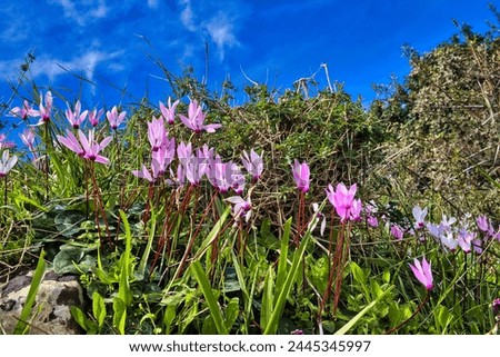 Leaves and light-purple flowers of Cyclamen persicum, Persian cyclamen, at the Bath of Aphrodite, Paphos district, Cyprus. Low camera standpoint
 Royalty-Free Stock Photo #2445345997