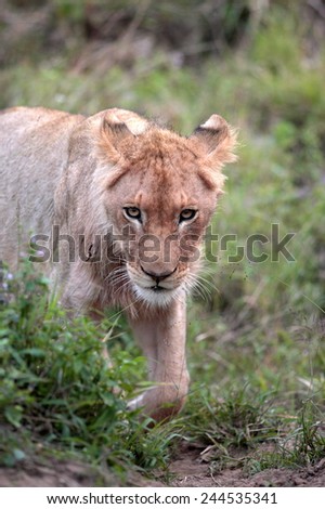 A young male lion on the prowl.