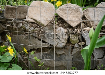Metal fence near a homemade careless flower bed with a tulip and anemone buttercup