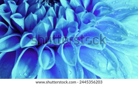 Crazy beautiful flower calli Bangladesh 