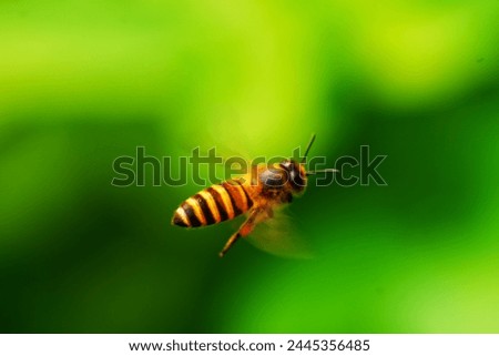 A bee flying around the flower 