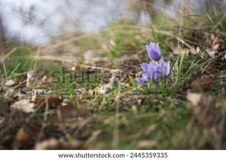 Beautiful purple spring flower in the meadow - Pulsatilla grandis. Photographed with an old lens and a mirrorless camera