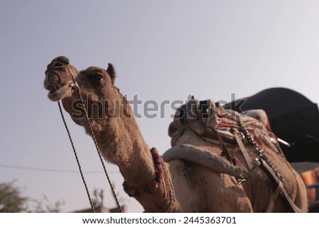 Indian Camel Desert Animal Sand Dunes Camelback Transport Rajasthan Wildlife Nomadic Culture Tradition Arid Landscape Nomads Travel Tourism Heritage Iconic Beauty Magnificent
