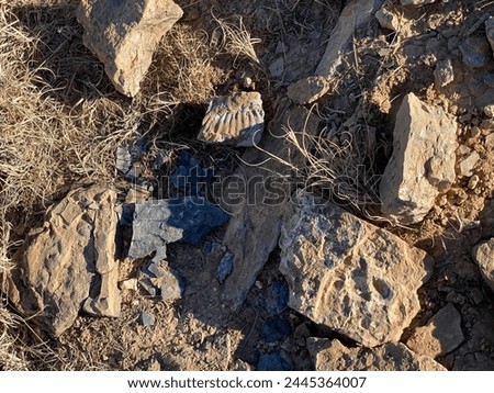 Fossils at Yucca House National Monument in Colorado. Marine organisms preserved as fossils in the rocks. Fossiliferous Mancos Shale, Western Interior Seaway. Royalty-Free Stock Photo #2445364007