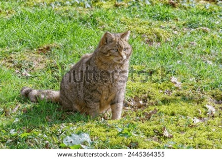The forest cat, also known as the wild cat and the European cat, lives in the middle zone of the Eurasian continent and is found in Africa. It is unlikely to encounter an animal in the wild. Royalty-Free Stock Photo #2445364355