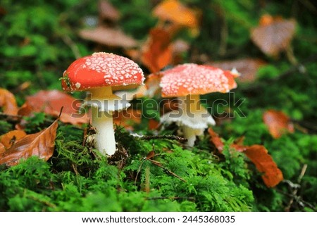 Amanita Muscaria or Fly Agaric with green moss and dry leaves in the forest background. Wallpaper of red mushroom