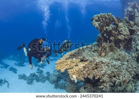 Diver inspects beautiful giant corals, Red Sea.