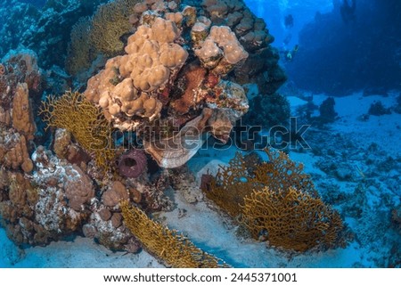 Underwater landscape with coral reef, Red Sea.