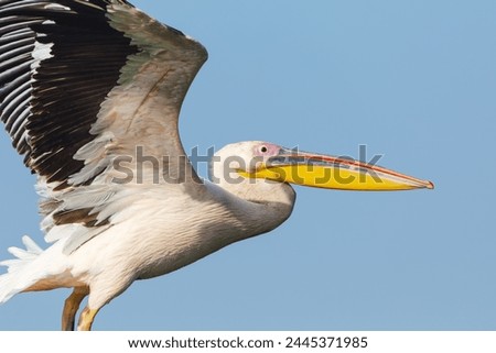 Great White Pelican (Pelecanus onocrotalus) in the Danube Delta, Romania  Royalty-Free Stock Photo #2445371985