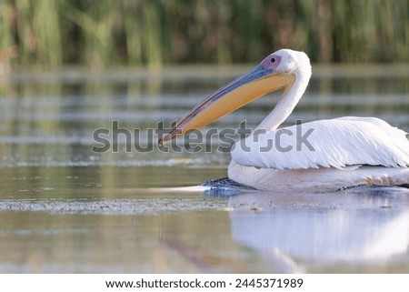 Great White Pelican (Pelecanus onocrotalus) in the Danube Delta, Romania  Royalty-Free Stock Photo #2445371989