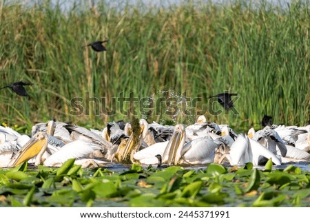 Great White Pelican (Pelecanus onocrotalus) in the Danube Delta, Romania  Royalty-Free Stock Photo #2445371991