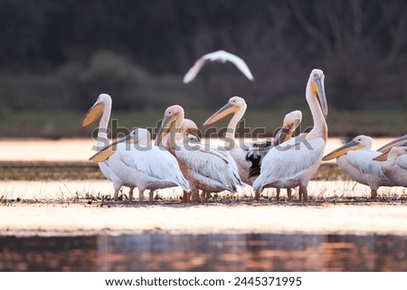 Great White Pelican (Pelecanus onocrotalus) in the Danube Delta, Romania  Royalty-Free Stock Photo #2445371995