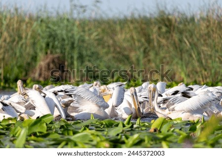 Great White Pelican (Pelecanus onocrotalus) in the Danube Delta, Romania  Royalty-Free Stock Photo #2445372003