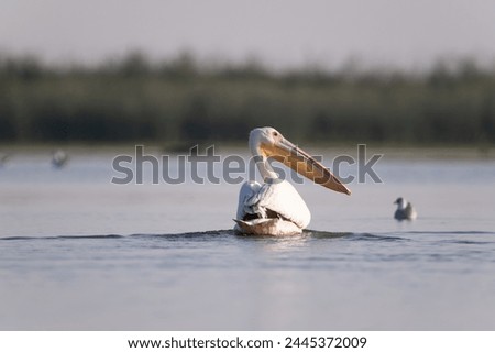 Great White Pelican (Pelecanus onocrotalus) in the Danube Delta, Romania  Royalty-Free Stock Photo #2445372009