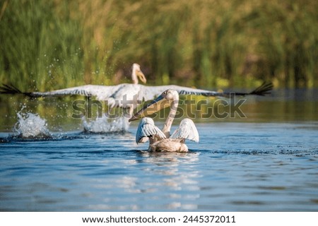 Great White Pelican (Pelecanus onocrotalus) in the Danube Delta, Romania  Royalty-Free Stock Photo #2445372011