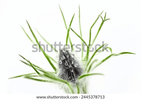 A Makro Image Of a Plant, Water Drops on a Flower Bud, Green Leaf In Front a White Background , A Abstract Green Plant, A Natural Picture, The Flower Bud Of The Pasque Flower, A Floral Delicate Image,