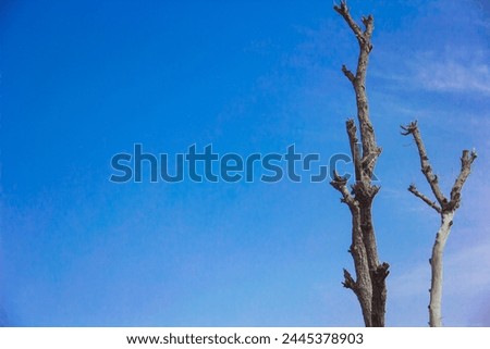 Winter Tree Branches Reaching Up to a Bright Sky