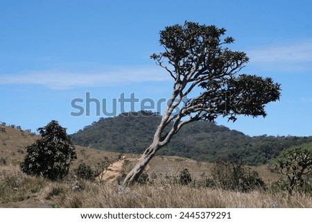 Beautiful mountain scenery with lonely tree in Horton Plains National Park in Nuwara Eliya, Sri Lanka. Silhouettes of hiking people on tourist rail to place on cliff named End of World.