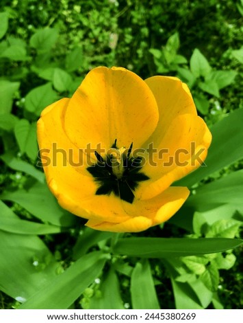 Yellow Tulip photo for flayers, post cards, posters and backgrounds Royalty-Free Stock Photo #2445380269