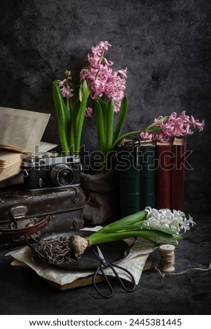 Beautifully blooming hyacinths, an old camera, old books, still life.