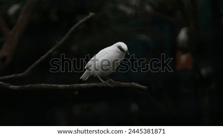 Jalak Bali (Leucopsar rothschild) is an animal endemic to Indonesia. This bird is also the only species endemic to Bali Indonesia.  Royalty-Free Stock Photo #2445381871