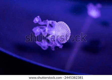 Jellyfish in bright fluorescent colors with a dark background