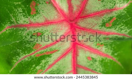 background texture green leaf structure macro photography, Curve leaf floral botanical abstract desktop wallpaper, website backdrop