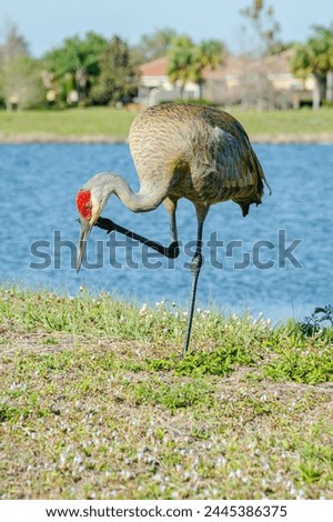 front view, medium distance of, a Sand Hill crane, standing on one foot, scratching side of face, at edge of tropical lake Royalty-Free Stock Photo #2445386375