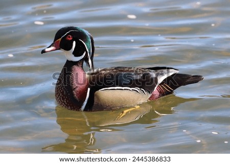 Colorful wood duck in the pond 