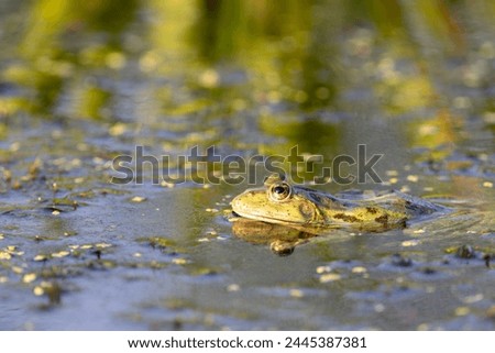 Green Marsh Frog (Pelophylax ridibundus) in the Danube Delta, Romania, Europe Royalty-Free Stock Photo #2445387381