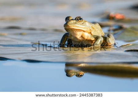 Green Marsh Frog (Pelophylax ridibundus) in the Danube Delta, Romania, Europe Royalty-Free Stock Photo #2445387383