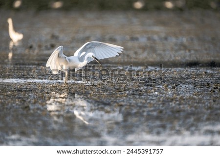 Little Egret (Egretta garzetta) in the wetlands of Danube Delta, Romania, Europe