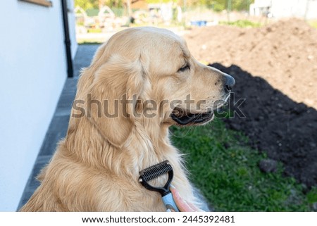 Combing the undercoat with a special comb of a young male Golden Retriever sitting on a terrace. Royalty-Free Stock Photo #2445392481
