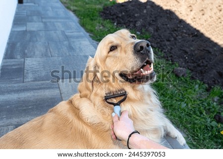 Combing the undercoat with a special comb of a young male Golden Retriever sitting on a terrace. Royalty-Free Stock Photo #2445397053