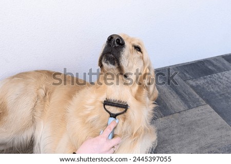 Combing the undercoat with a special comb of a young male Golden Retriever sitting on a terrace. Royalty-Free Stock Photo #2445397055