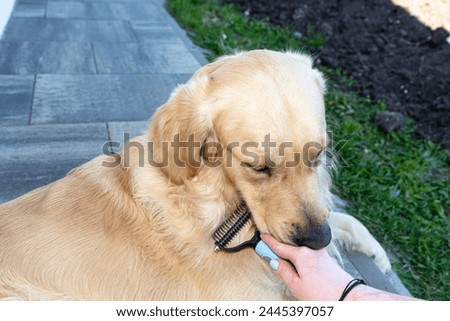 Combing the undercoat with a special comb of a young male Golden Retriever sitting on a terrace. Royalty-Free Stock Photo #2445397057
