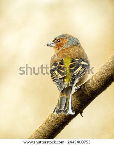 The Eurasian chaffinch, common chaffinch, or simply the chaffinch (Fringilla coelebs) is a common and widespread small passerine bird in the finch family.