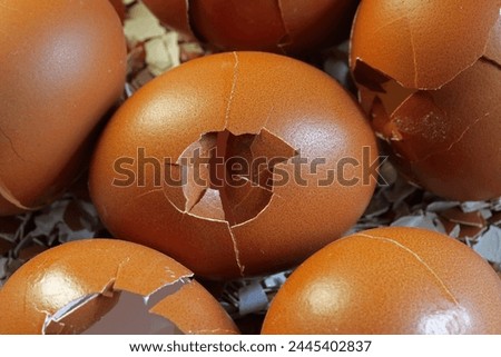 CRACKED EGG SHELLS WITH SHELL LARGELY INTACT Royalty-Free Stock Photo #2445402837