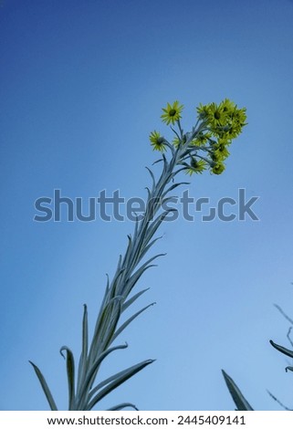 photograph of some yellow flowers and in the background a blue sky