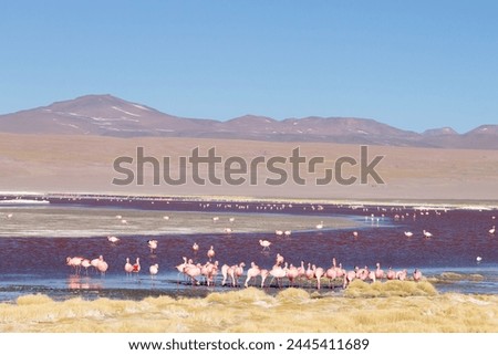 Laguna Colorada flamingos, Bolivia. Puna flamingo. Andean wildlife. Red lagoon Royalty-Free Stock Photo #2445411689